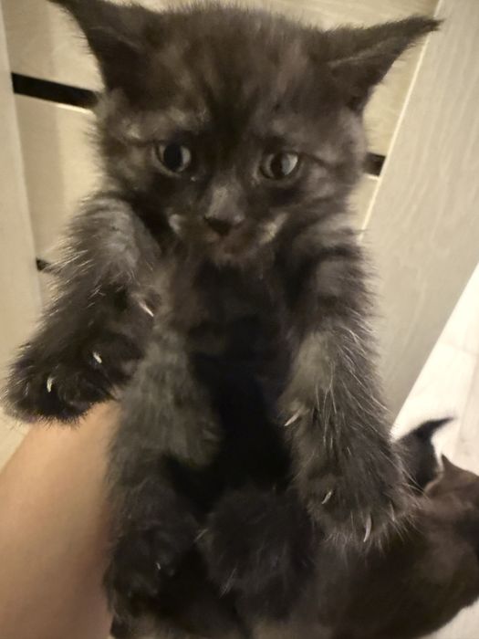 Добрый руки котята