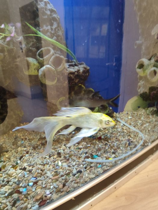 Аквариум баликлари сотилади