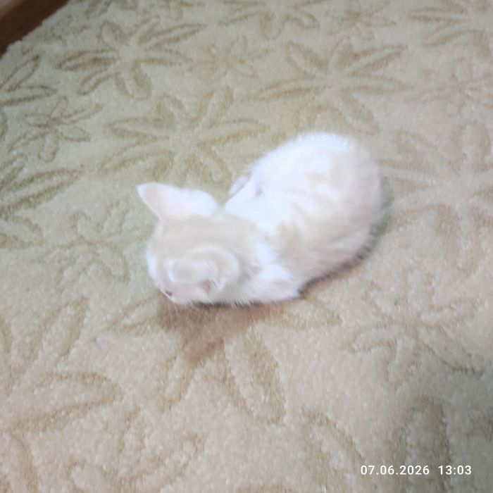Котёнок- радость в доме