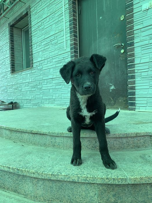 Собака 2,5 месяца