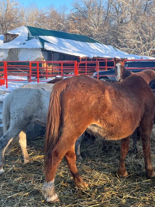Бараны с откорма кобылы с откорма