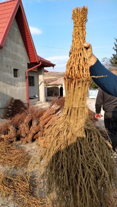 Butasi certificați și autorizati