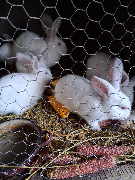 Iepuri de vanzare urias de Transilvania