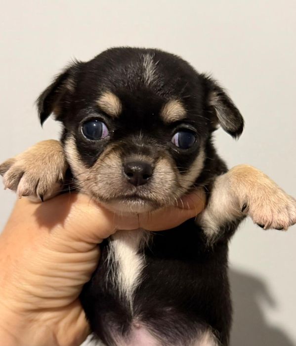 Чихуахуа чёрно подпалые