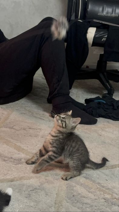 Котенок, игривый, чистый