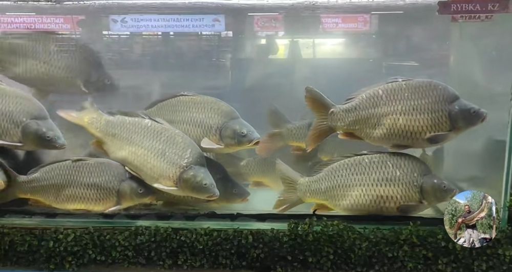 Отдел продажи живой рыбы