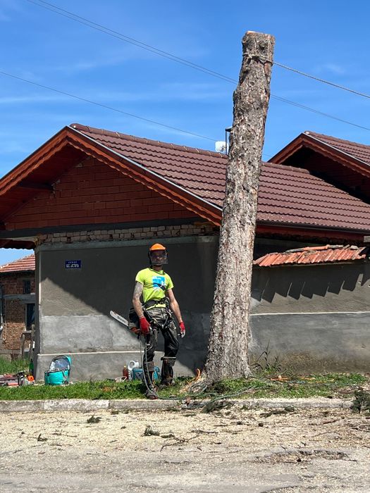 Професионално Рязане на Опасни Дървета!