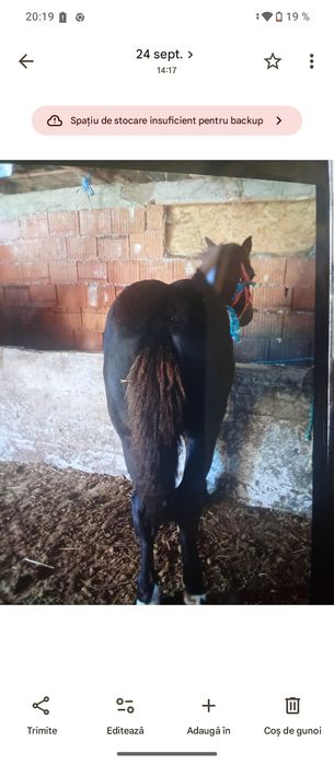 Vindem doua mânze mânză este șarga și Manzu este negru