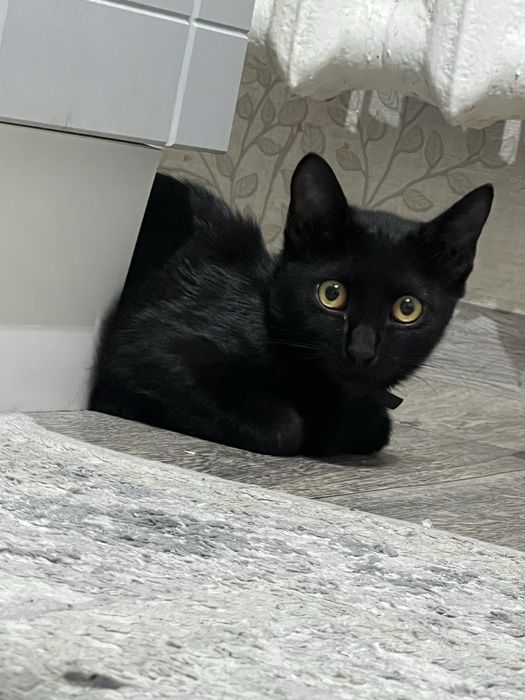 Бомбейский котенок
