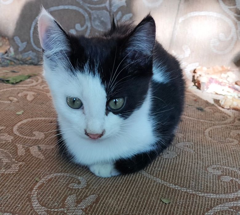 Кошечку, 2 мес, отдам