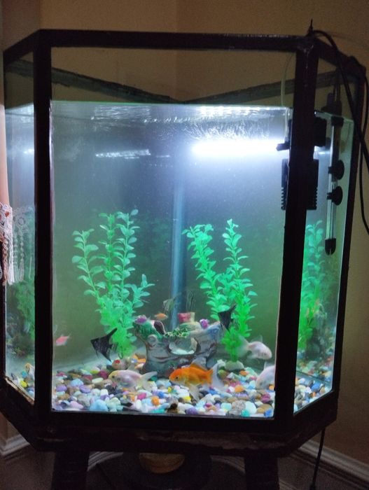 Akvarium jixozlari bilan