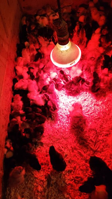 Vând pui brahma și marans