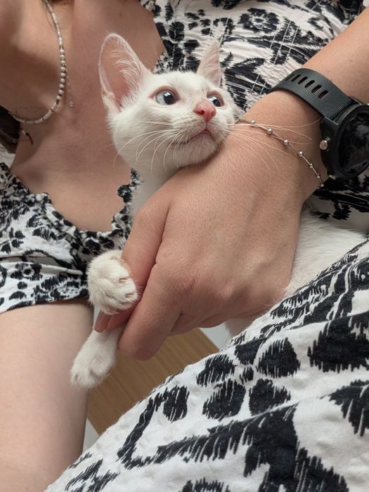Pisoi pentru adopție