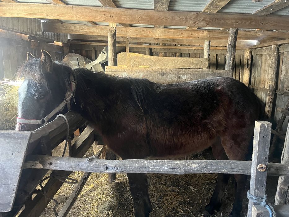 Продам тайчика 1.4