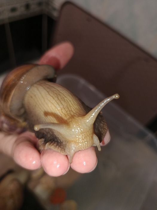 Продаются улитки сухопутные/ахатины