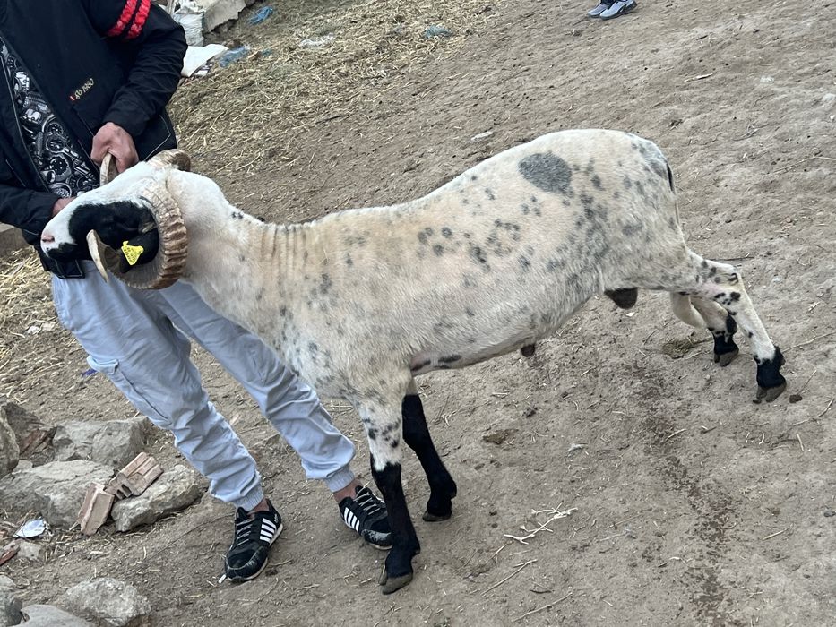 Vand berbec brez mior