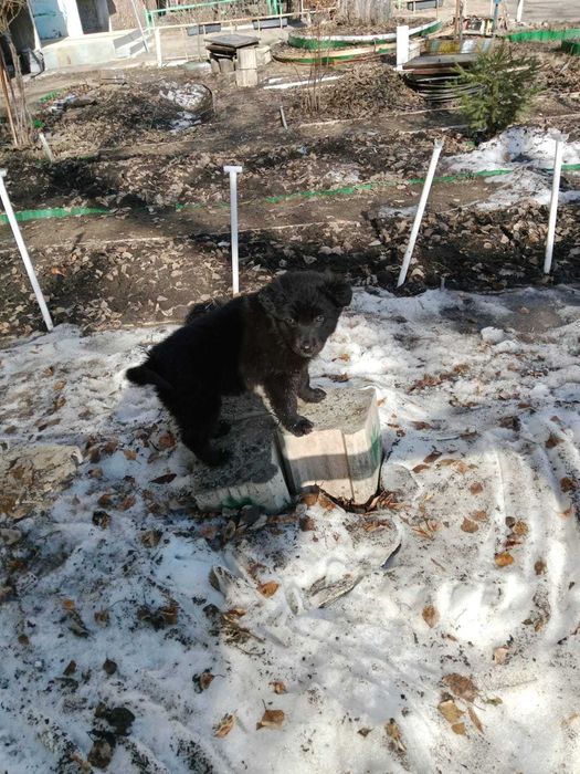 СРОЧНО ищут дом щенки мальчик и девочка