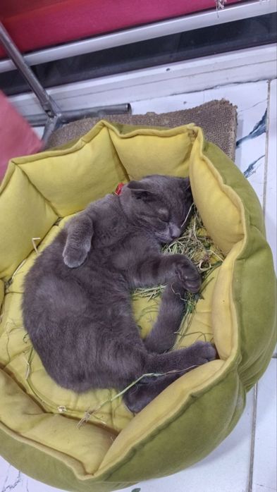 Ismi BARS 1,5 yosh oʻgil bola latokka orgatilgan