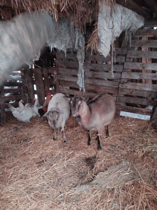 Продам коз дойных