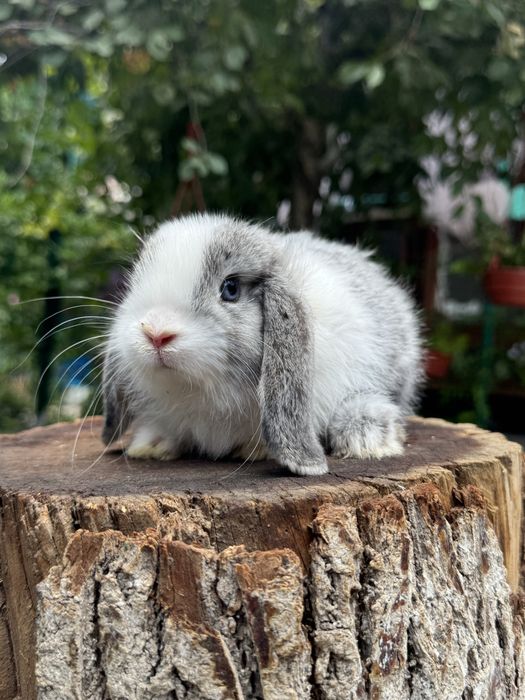 QUYON KARLIK . Кролик Карликовый