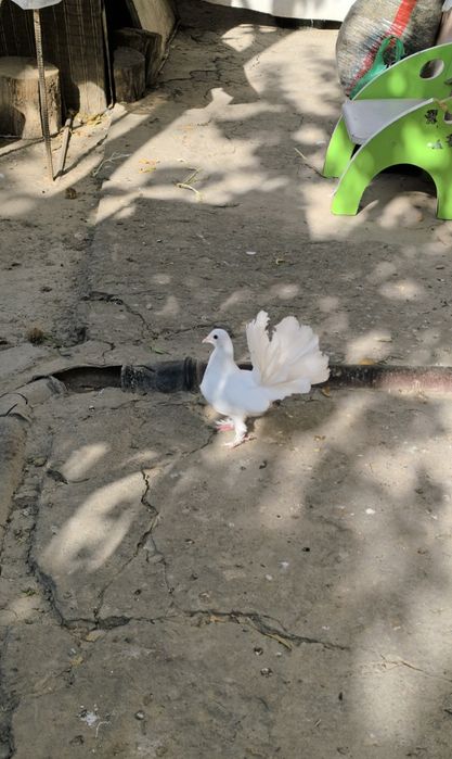 Kaptarlar zoti Pavlin