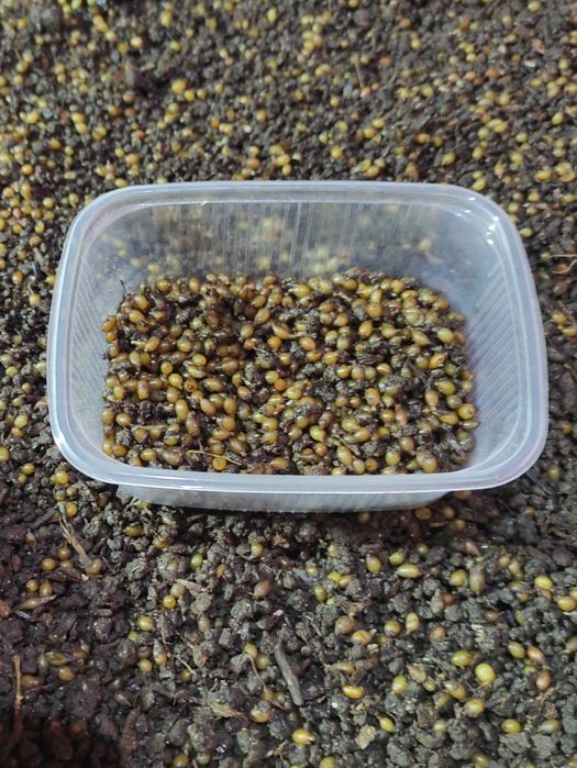 Продам червя для истинных рыбаков