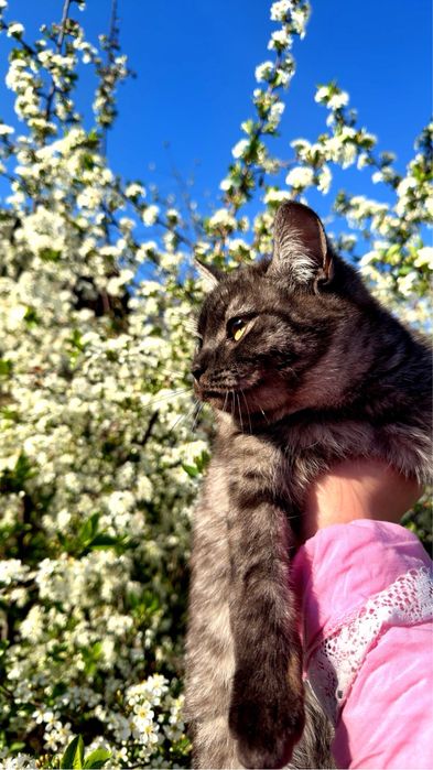 котята в хорошие руки