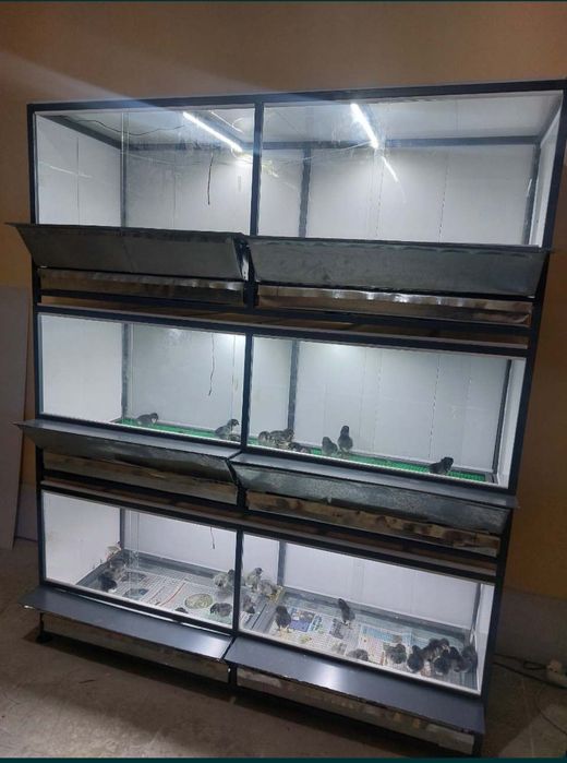 Bruder,  брудер jo‘jalar, жўжалар