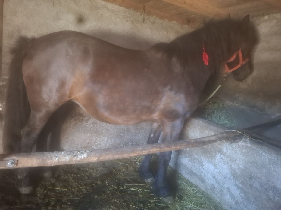 Vând iapă gestantă