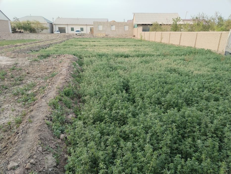 Ховли жой сотилоди