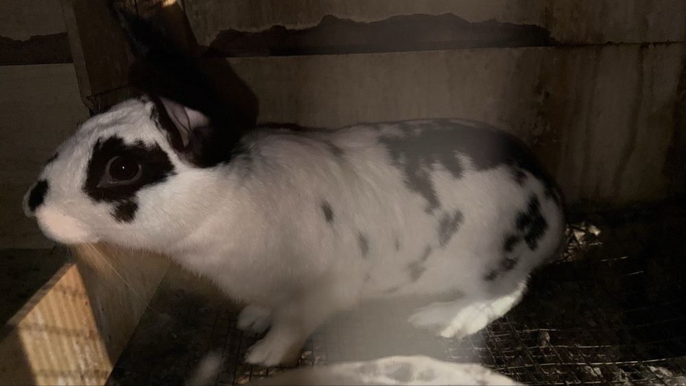 Quyon kota-kichkinalari bor