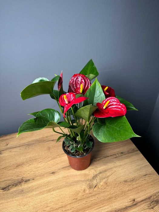 Цветок в горшке подарок Спатифиллум Антуриум Замиокулькас