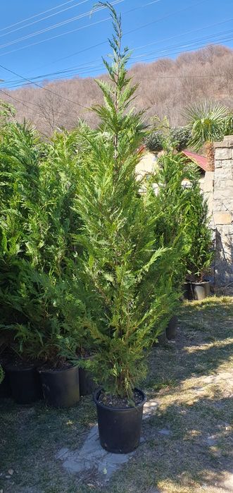 Laur englezesc  leylandii chiparos pentru gard viu