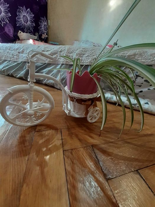 Ghiveci decorativ si plantă de apartament