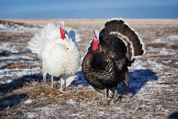 Продам индюки ………