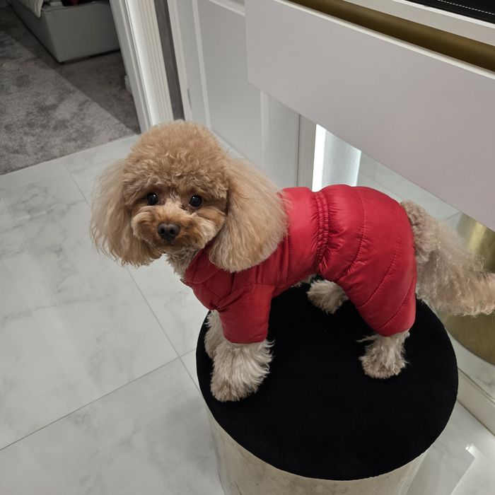 Зимен гащеризон Moncler