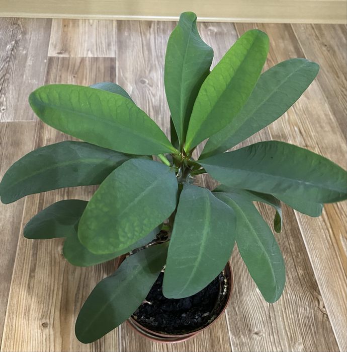 Цветы  комнатные