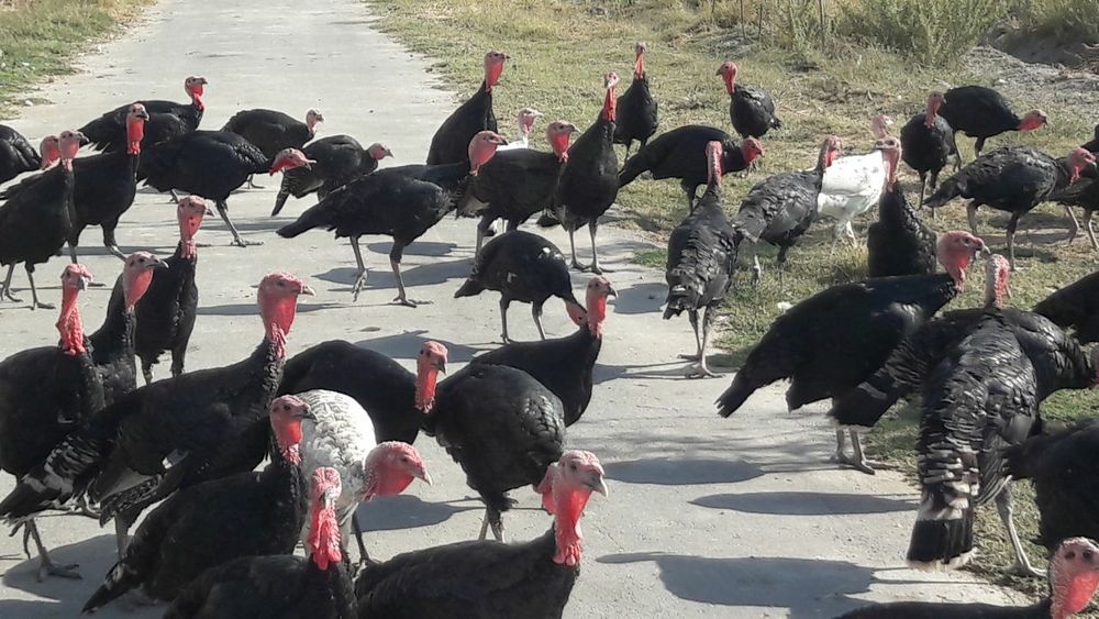 Kurkalar sotiladi optom narxlarda