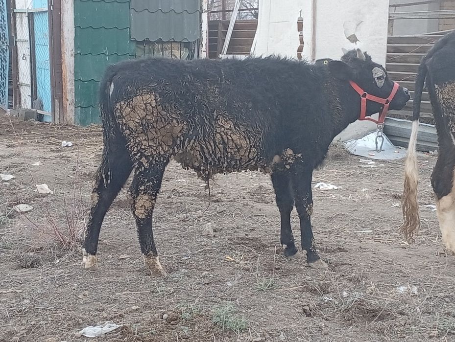 Бука сатылады семыз