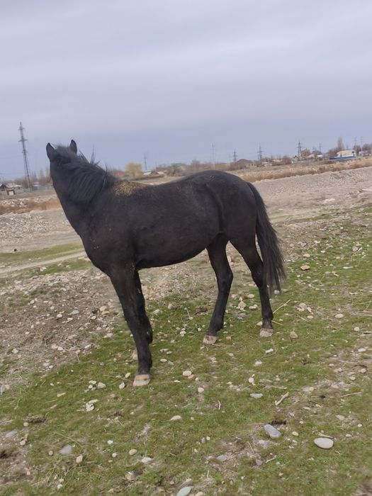 Жеребец 2года!!!