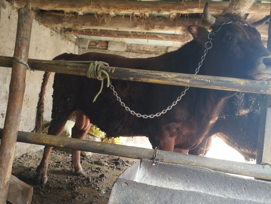 Бука сотилади гибрид