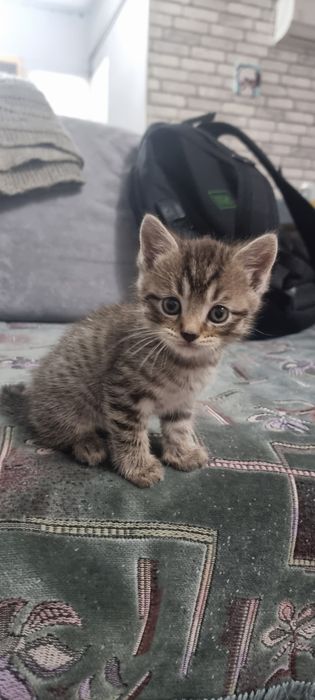 в добрые руки котят