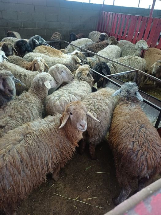 Токтылар сатылады