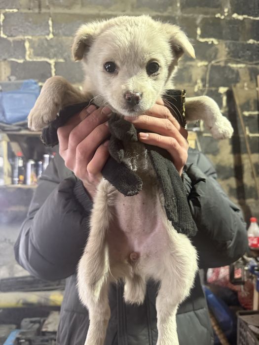 Шенята мальчие и девочка