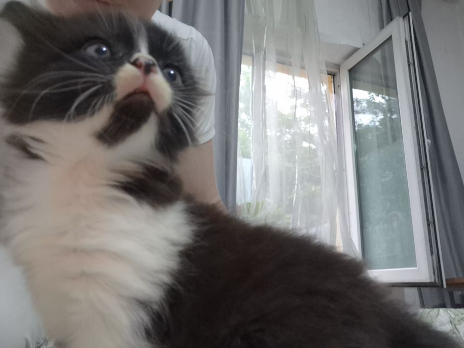 Котята в хорошие руки