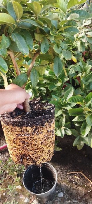 Лимон с плодами цветущие плюс подарок