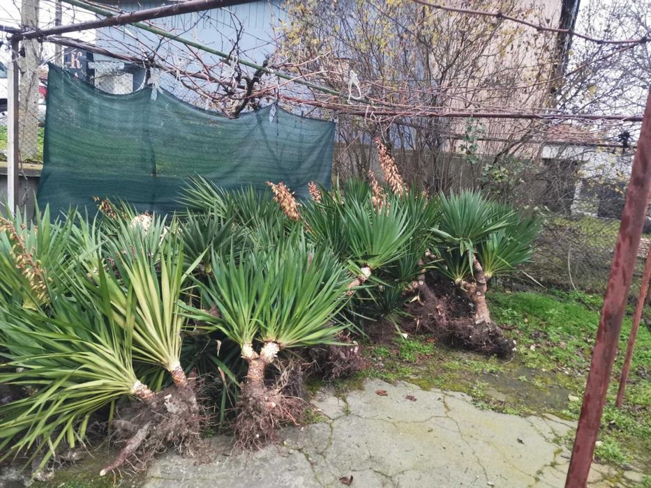 Палма юка външна студоустойчива