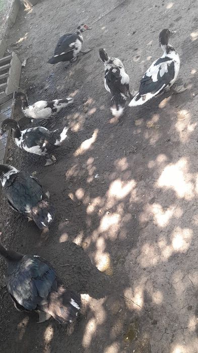 Vand rate mute de anul asta