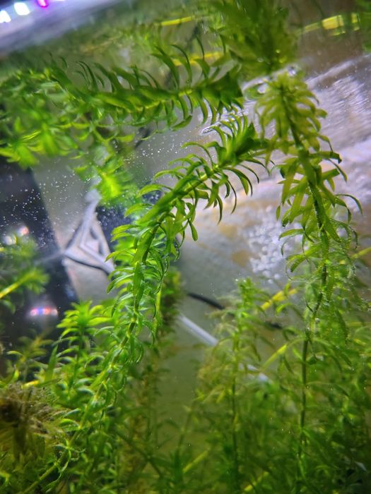 Ederia densa și iarba de guppy plante pentru acvari pești de acvariu tropicalii