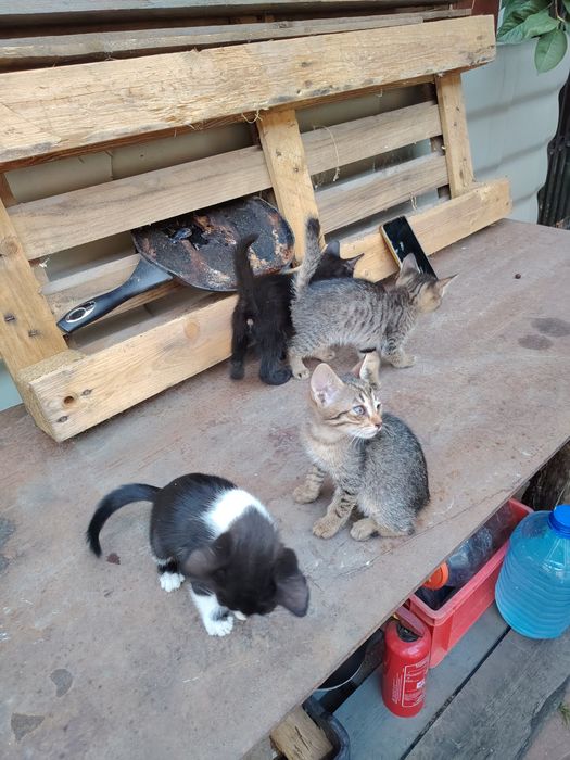 Donez pui de pisică.
